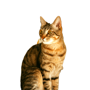 Close Up Portrait Of A Brown Tabby Cat Sitting Indoors With Vibrant Yellow Flowers In The Background. 17154 - Cat PNG image with transparent background